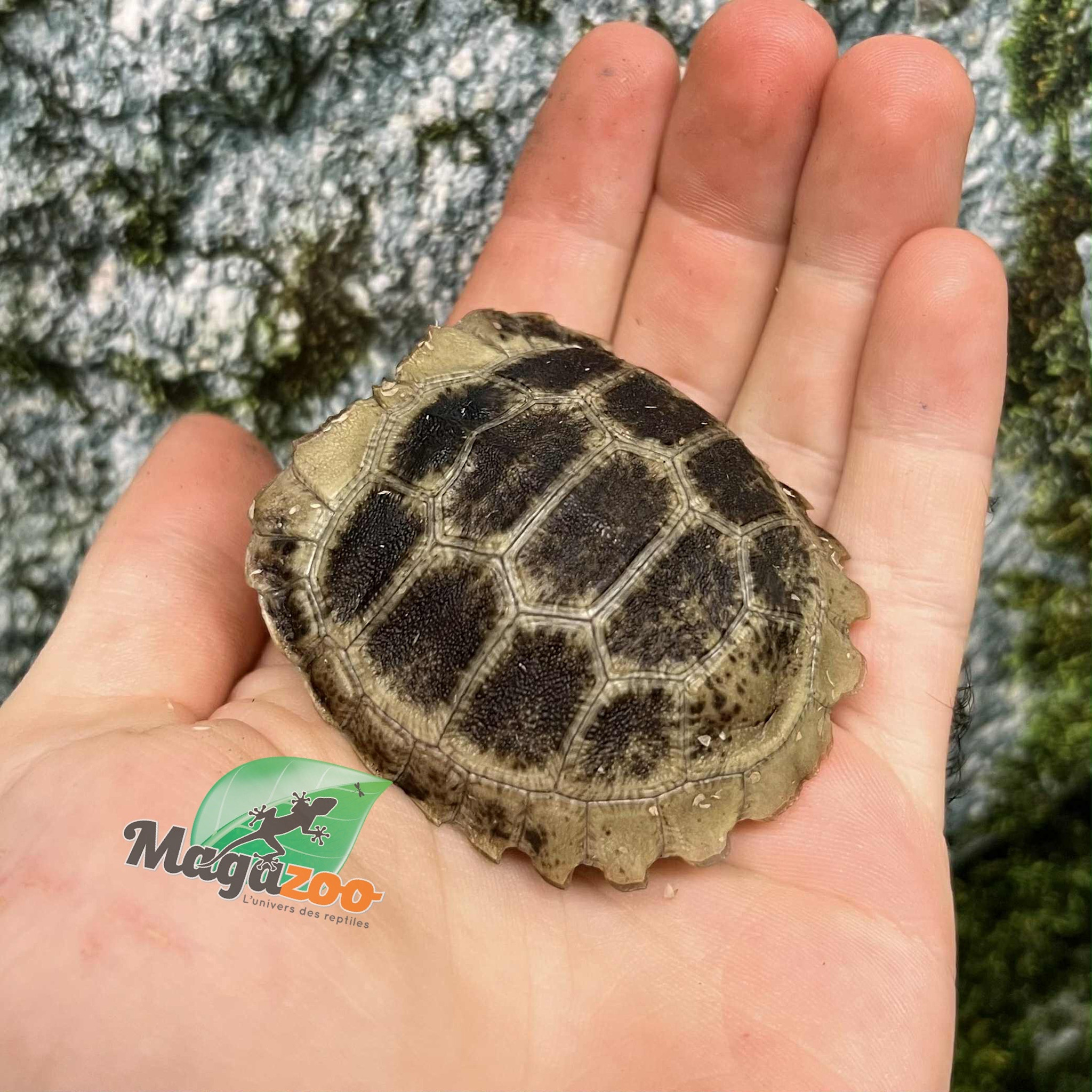 Magazoo Captive Born Elongated tortoise (Indotestudo elongata) 2025