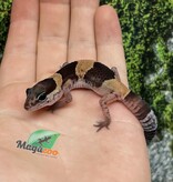 Magazoo Gecko à queue grasse bébé #1 né en captivité