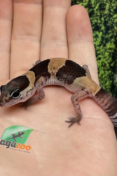 Magazoo Baby Captive Born Fat-tailed Gecko #1