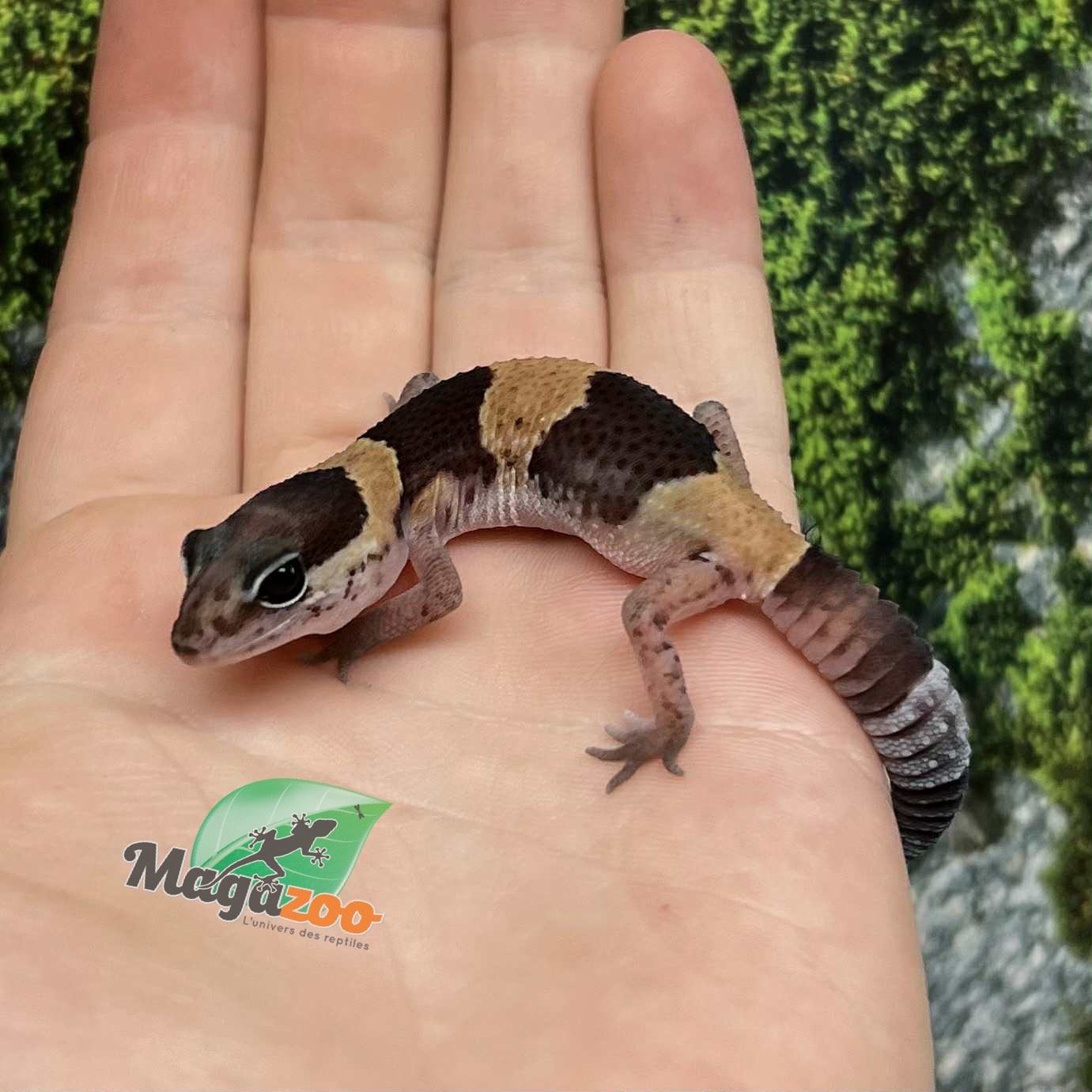 Magazoo Gecko à queue grasse bébé #1 né en captivité