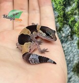 Magazoo Gecko à queue grasse bébé #1 né en captivité