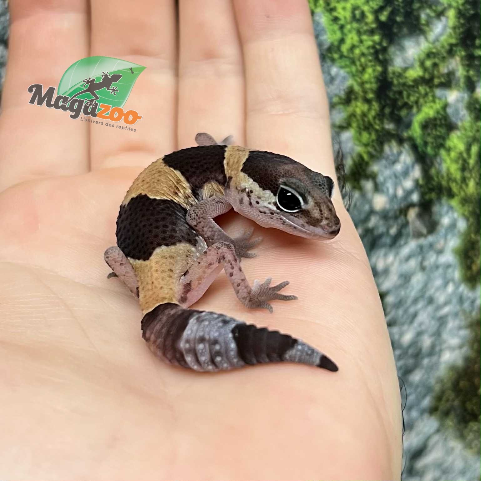 Magazoo Baby Captive Born Fat-tailed Gecko #1