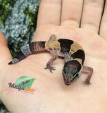 Magazoo Baby Captive Born Fat-tailed Gecko #1