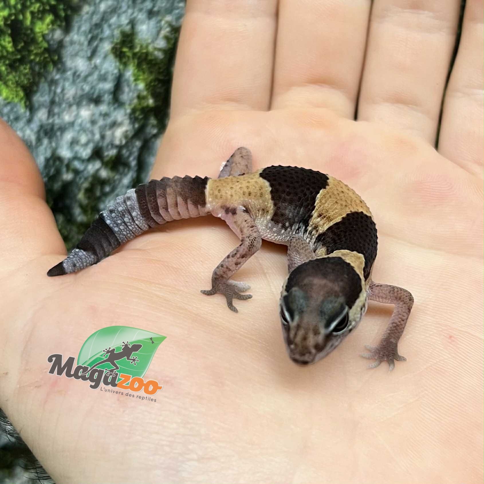 Magazoo Gecko à queue grasse bébé #1 né en captivité