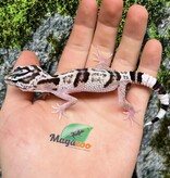 Magazo Baby Iranian Leopard Gecko ''Ilam'' Bred in Captivity