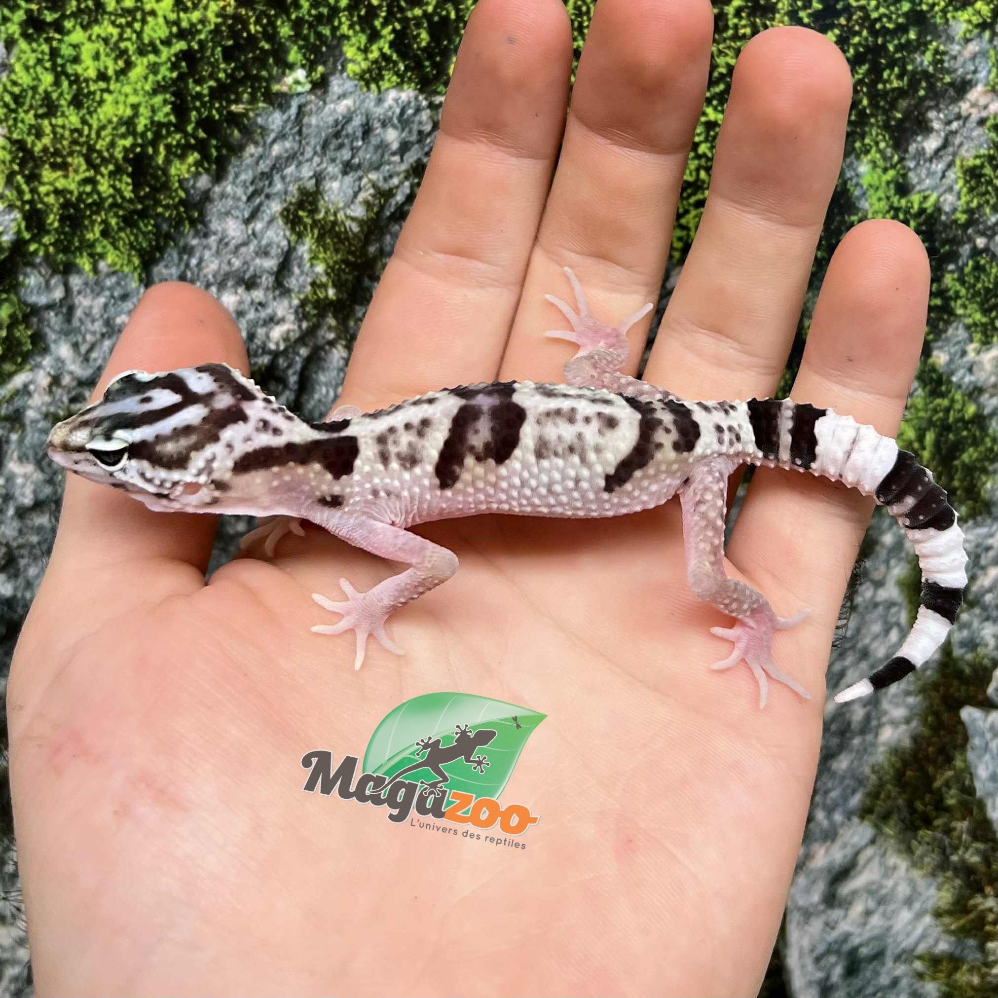 Magazo Gecko léopard iranien ''Ilam'' Bébé reproduit en captivité