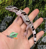 Magazo Baby Iranian Leopard Gecko ''Ilam'' Bred in Captivity