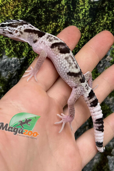 Magazo Baby Iranian Leopard Gecko ''Ilam'' Bred in Captivity