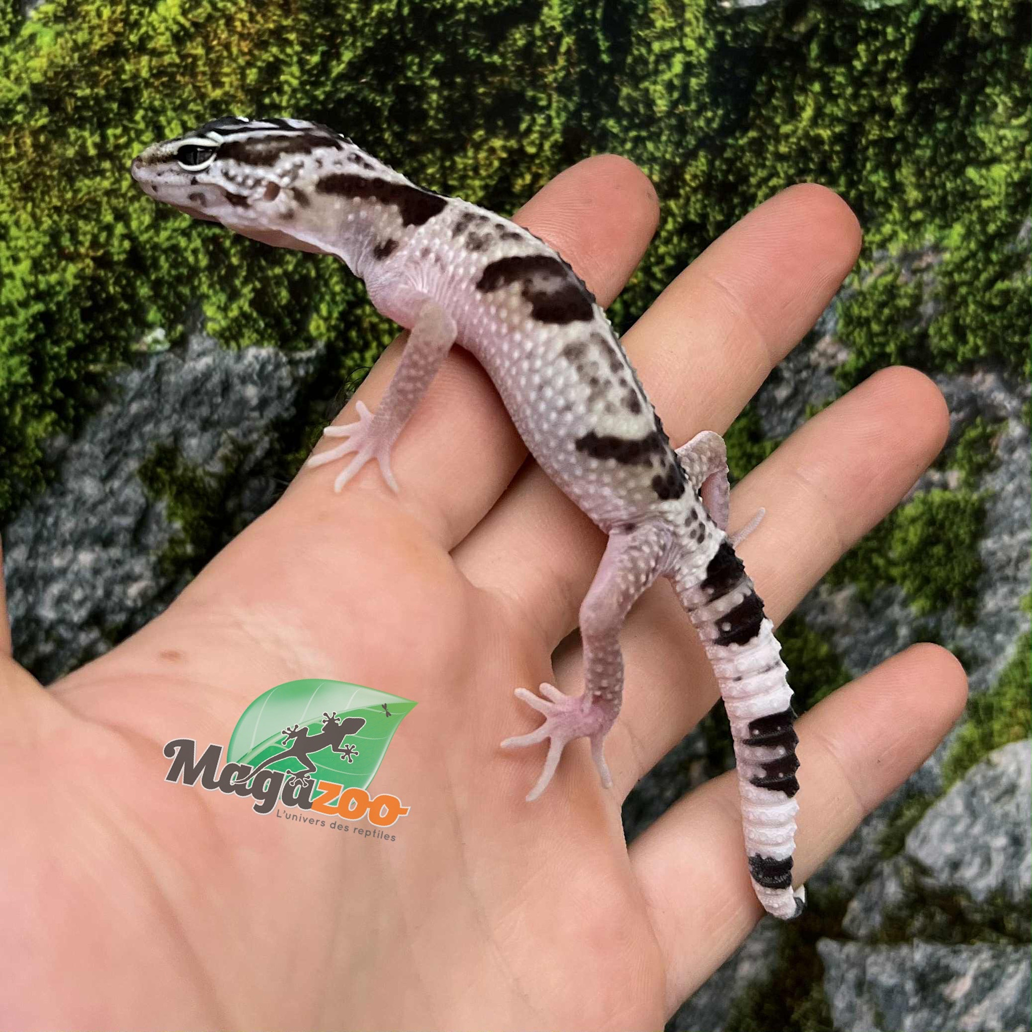 Magazo Gecko léopard iranien ''Ilam'' Bébé reproduit en captivité