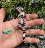 Magazo Gecko léopard iranien ''Ilam'' Bébé reproduit en captivité