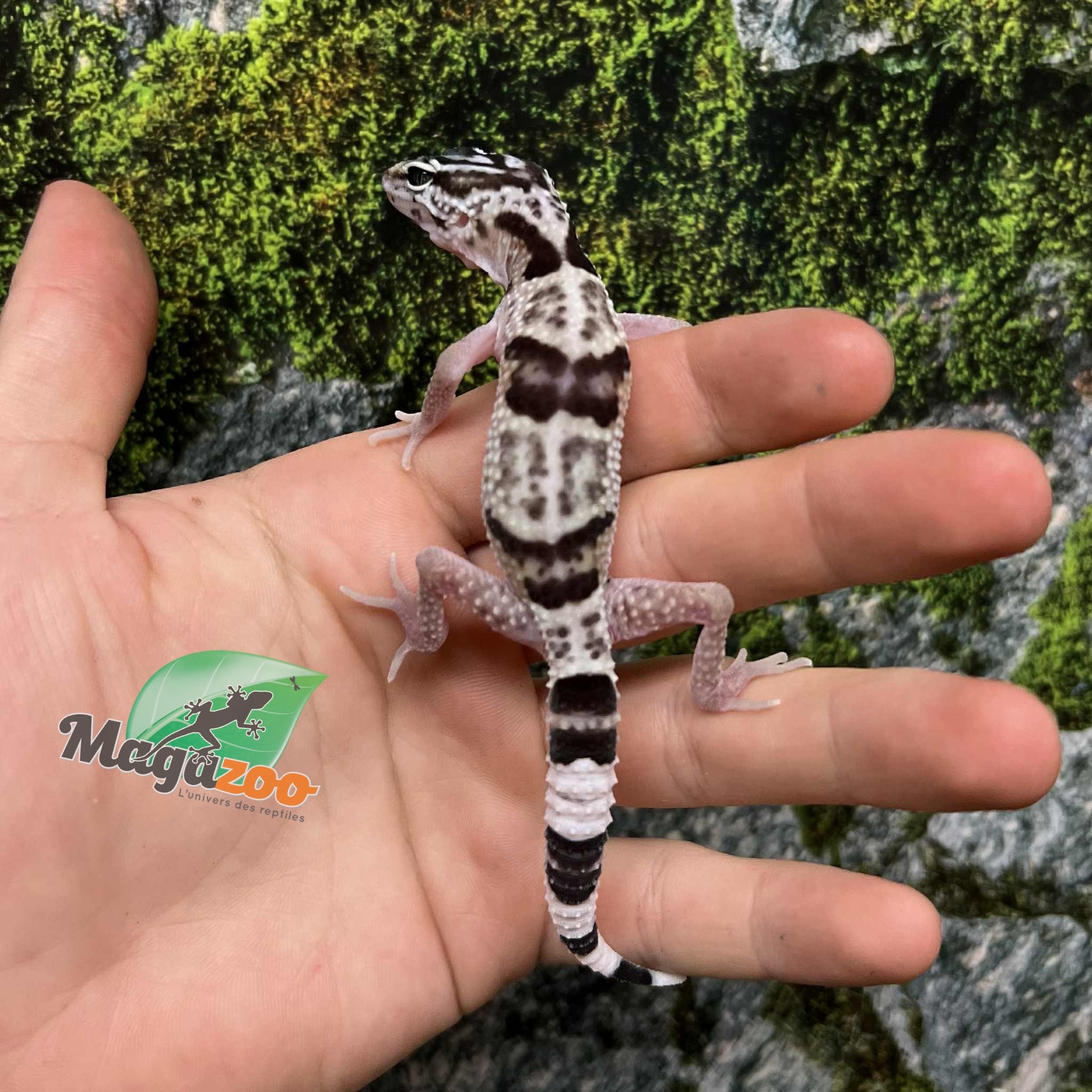 Magazo Baby Iranian Leopard Gecko ''Ilam'' Bred in Captivity