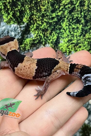 Magazoo Gecko à queue grasse bébé #2 né en captivité