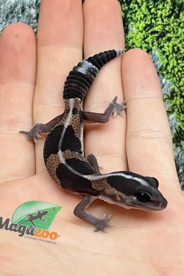 Magazoo Gecko à queue grasse lignée bébé #4 né en captivité