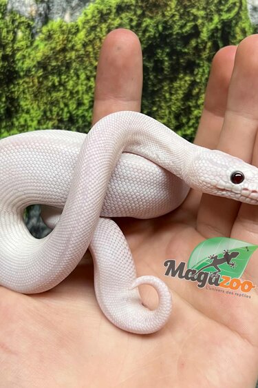 Magazoo Python royal Leucistique aux yeux bleu Bébé