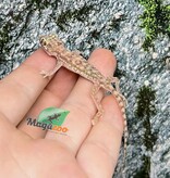 Magazoo Gecko des Dunes (Petri ) Mâle