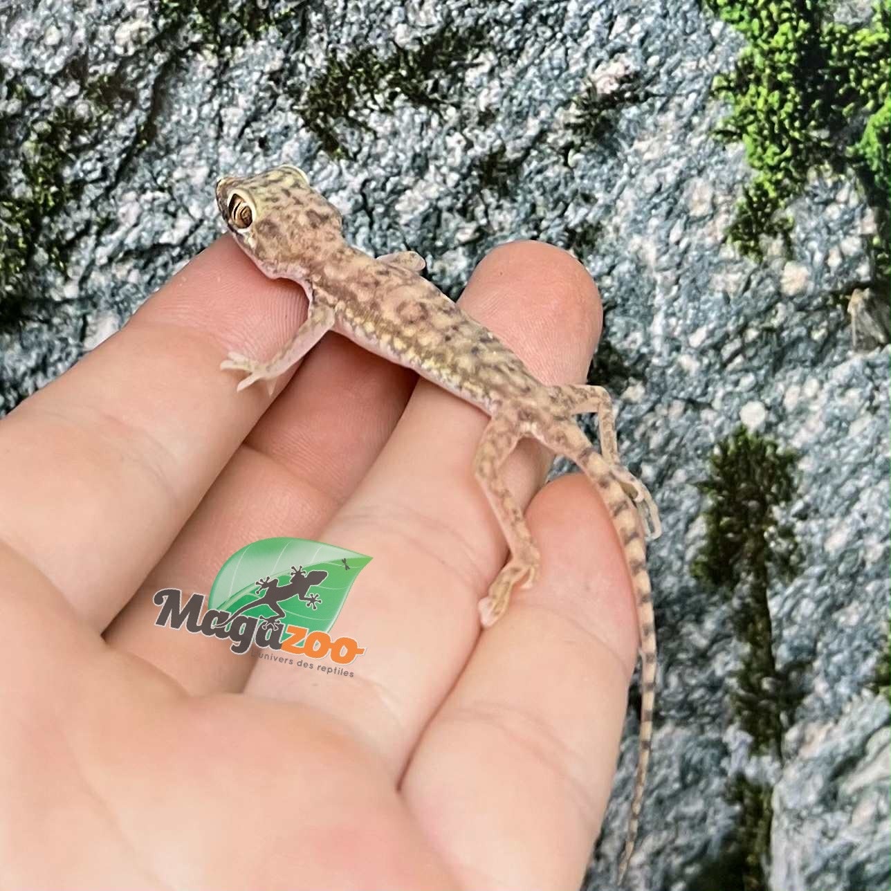 Magazoo Flinders Petrie's gecko