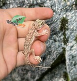 Magazoo Gecko des Dunes (Petri ) Mâle