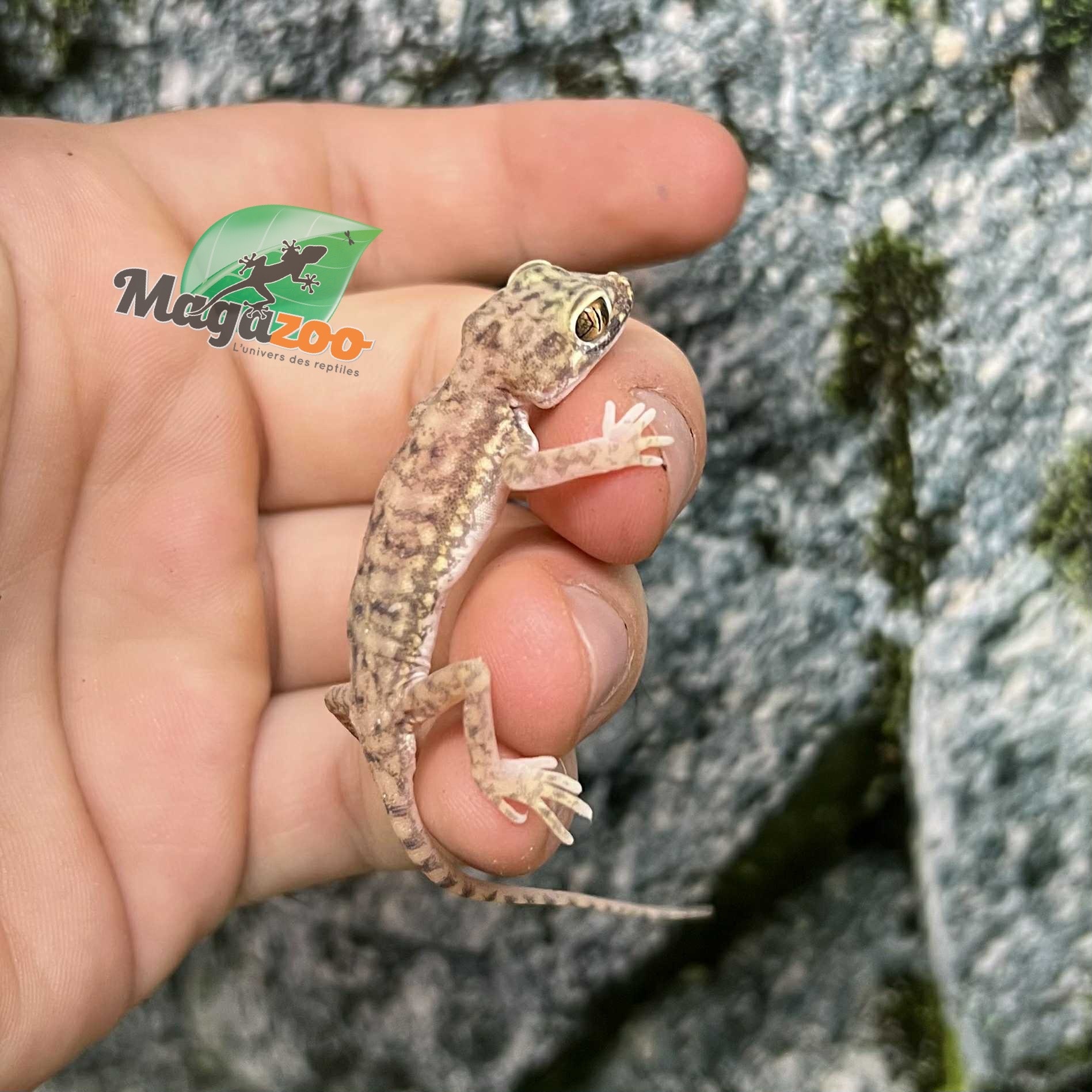 Magazoo Flinders Petrie's gecko