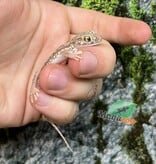 Magazoo Flinders Petrie's gecko