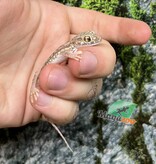 Magazoo Gecko des Dunes (Petri ) Mâle