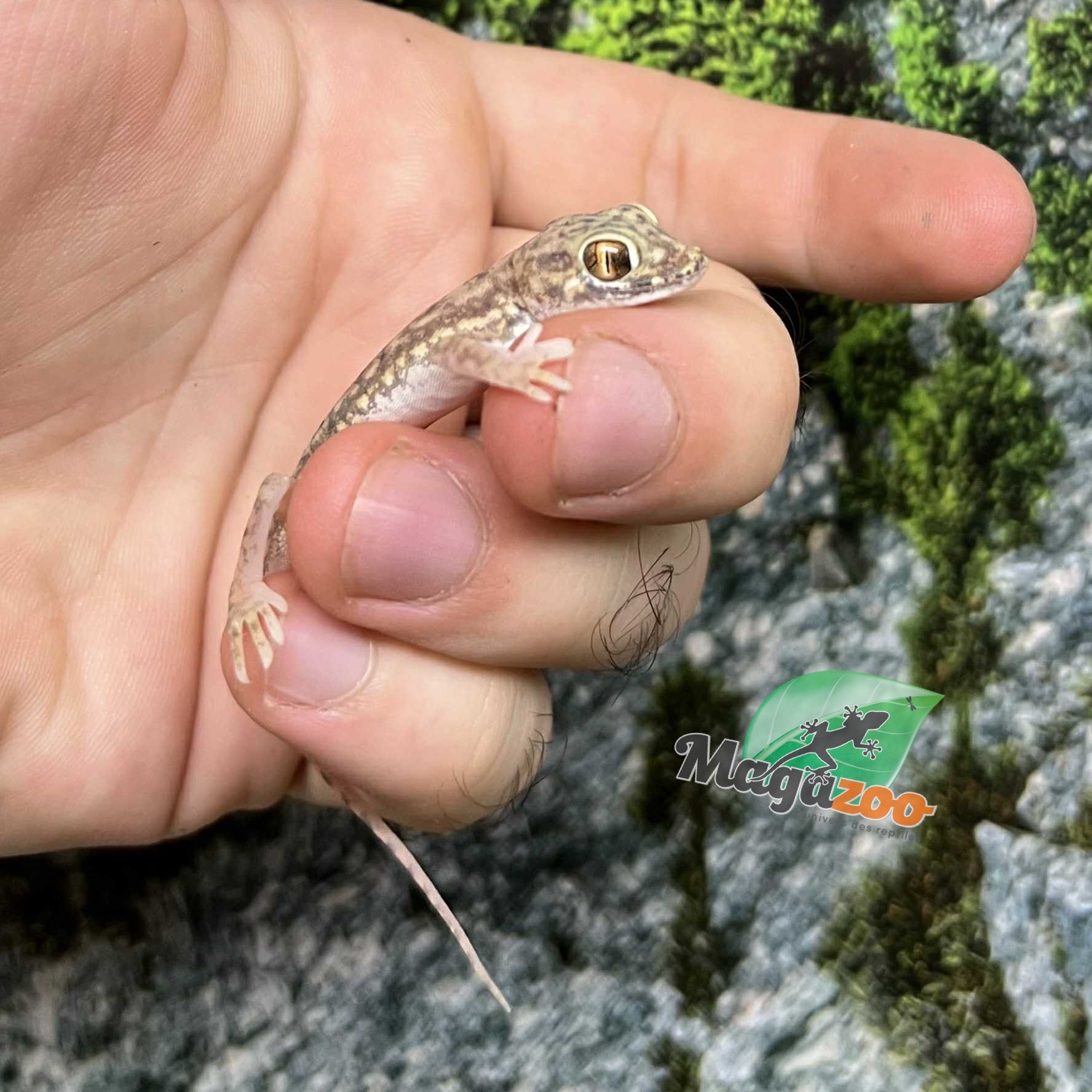 Magazoo Flinders Petrie's gecko