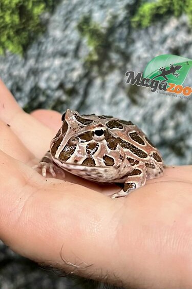 Magazoo Grenouille cornue d'argentine Chocolat (pac man)