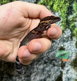 Magazoo Gecko  des cavernes Bawangling Né en captivité