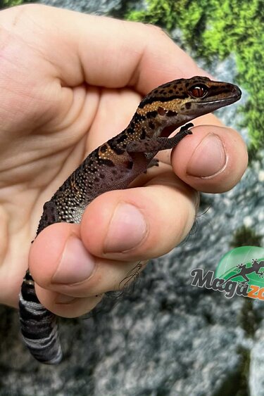 Magazoo Bawangling  cave gecko Captive Born