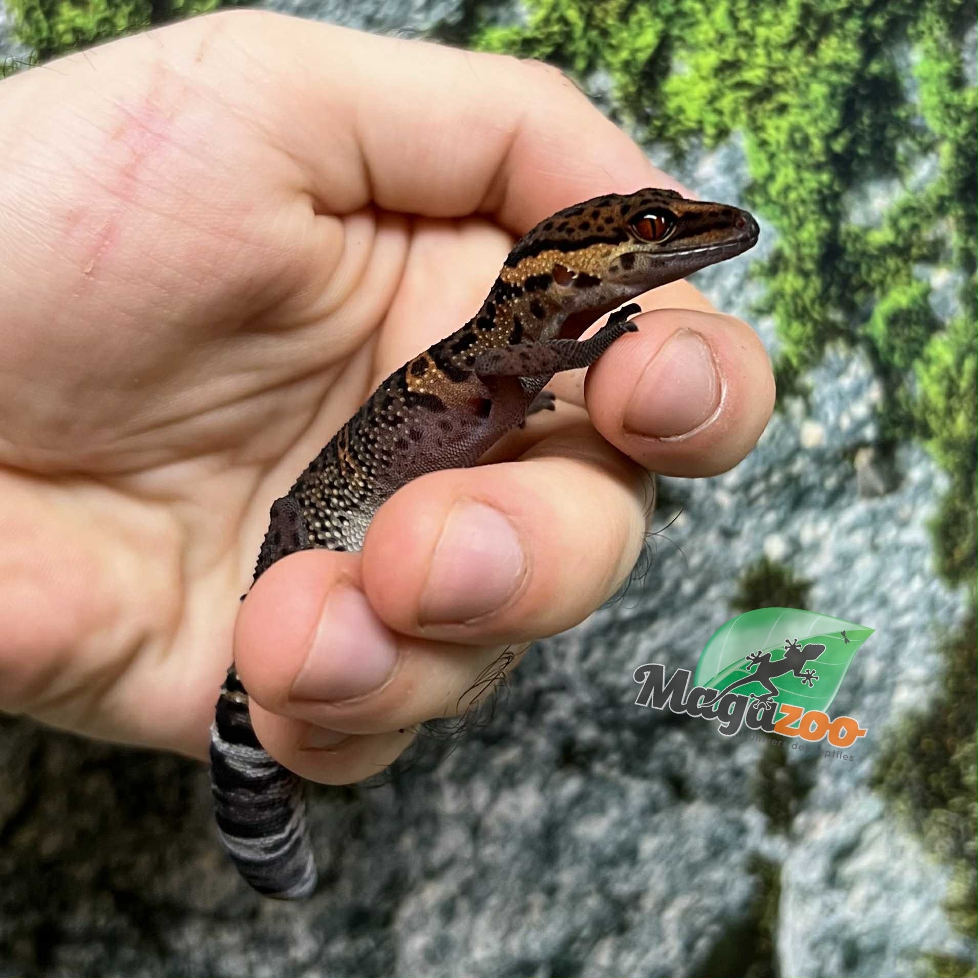 Magazoo Gecko  des cavernes Bawangling Né en captivité