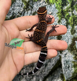 Magazoo Bawangling  cave gecko Captive Born