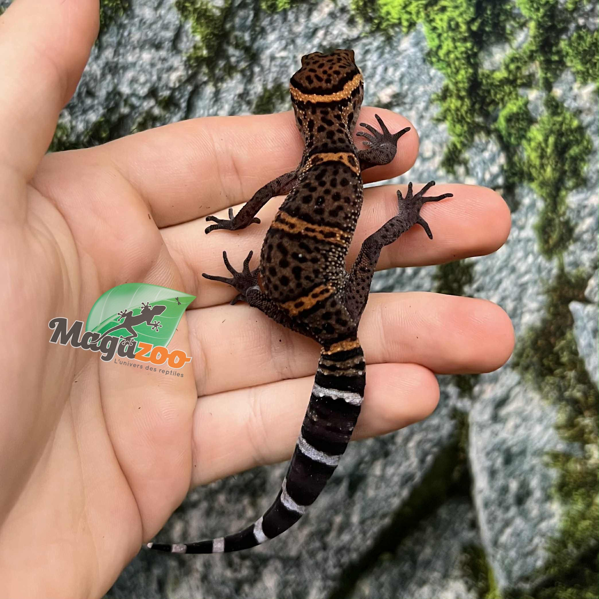 Magazoo Gecko  des cavernes Bawangling Né en captivité