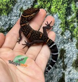 Magazoo Gecko  des cavernes Bawangling Né en captivité