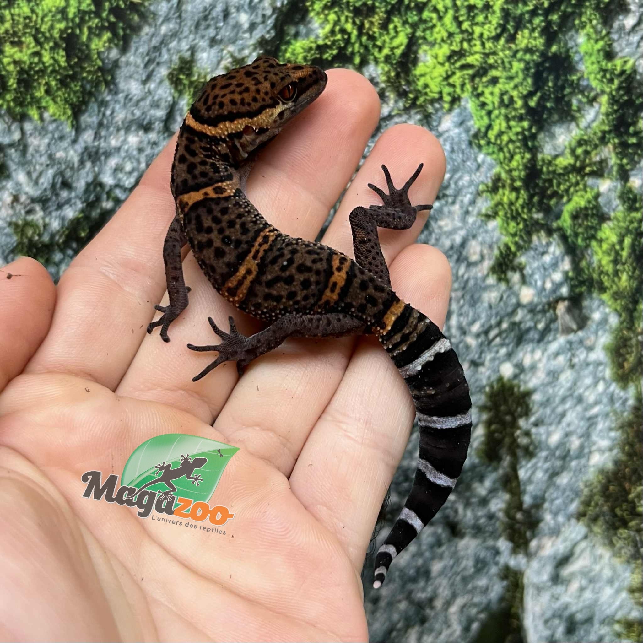 Magazoo Gecko  des cavernes Bawangling Né en captivité