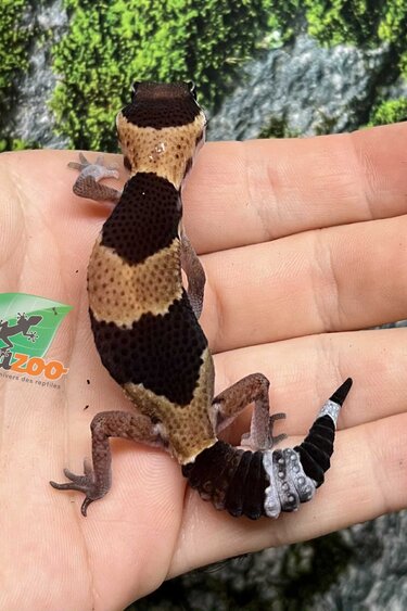 Magazoo Baby Captive Born Fat-tailed Gecko #3