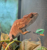 Magazoo Female Ambilobe Panther Chameleon (July 2025) #2