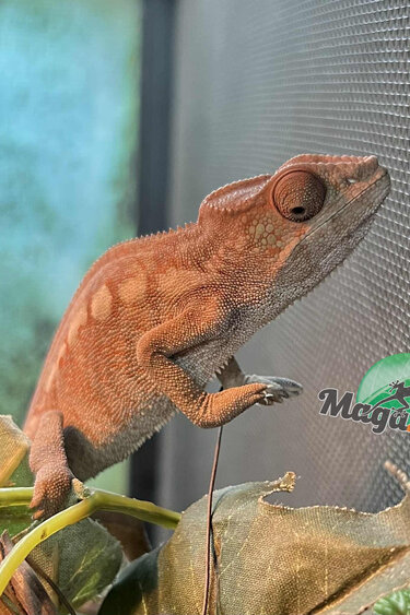 Magazoo Caméléon Panthère Ambilobe femelle (Juillet 2025) #2