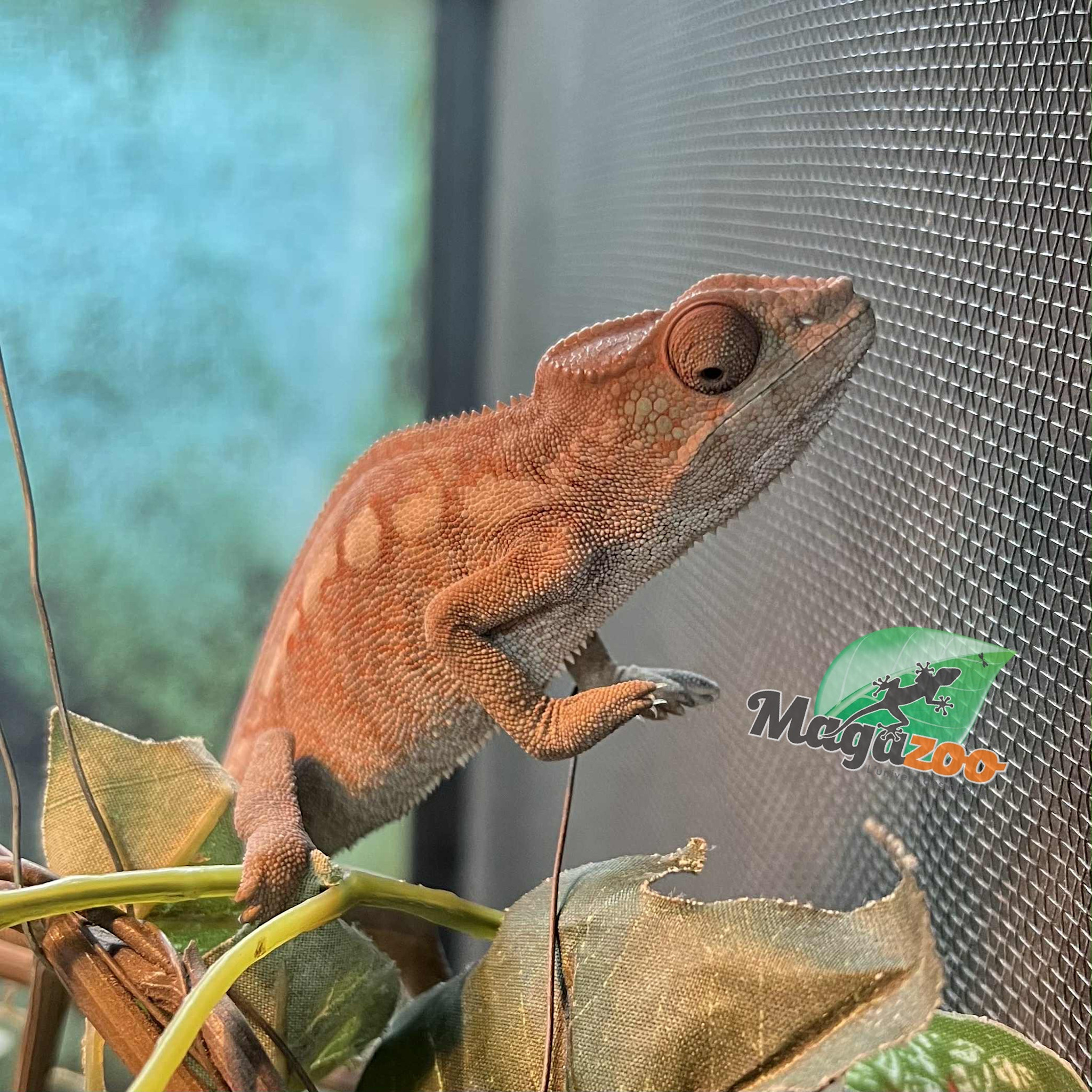 Magazoo Female Ambilobe Panther Chameleon (July 2025) #2