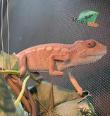 Magazoo Female Ambilobe Panther Chameleon (July 2025) #2