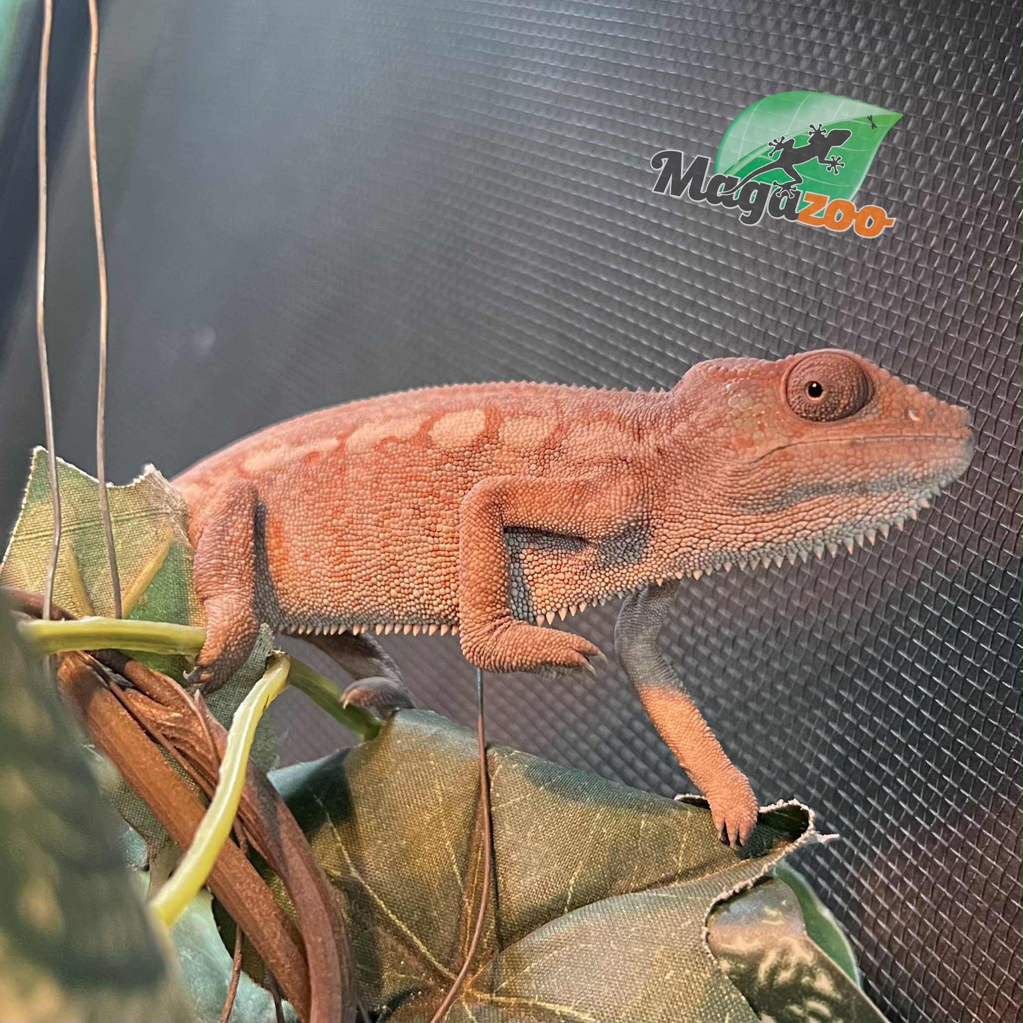 Magazoo Female Ambilobe Panther Chameleon (July 2025) #2
