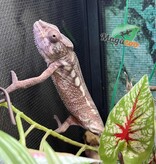Magazoo Female Ambilobe Panther Chameleon (July 2025) #2