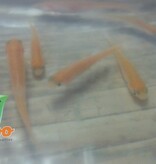 Magazoo Pink minnow fish