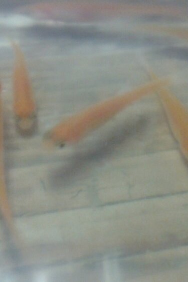 Magazoo Pink minnow fish