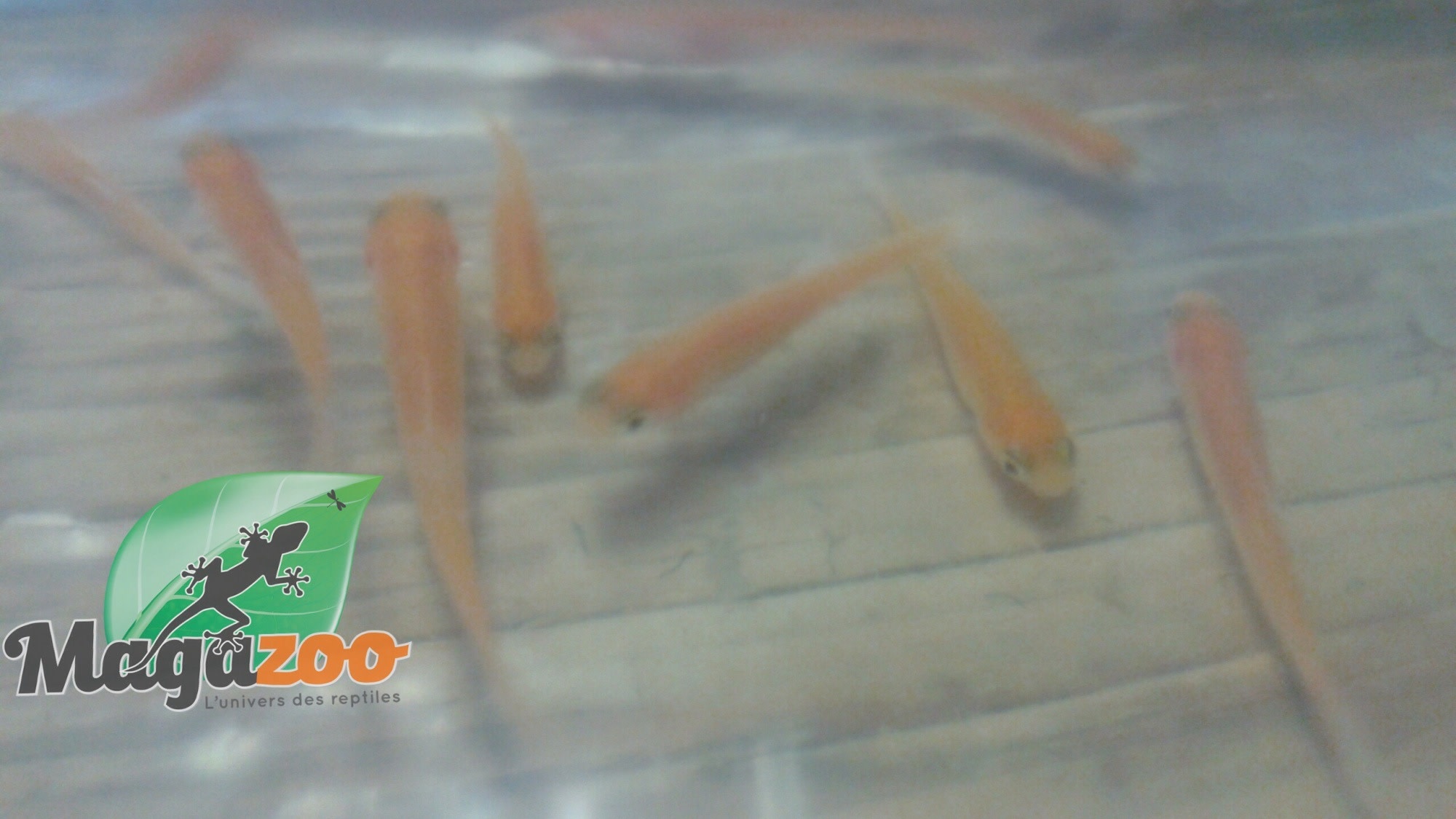 Magazoo Pink minnow fish