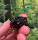 Magazoo Baby Reeves's turtle (Born in May 2025)