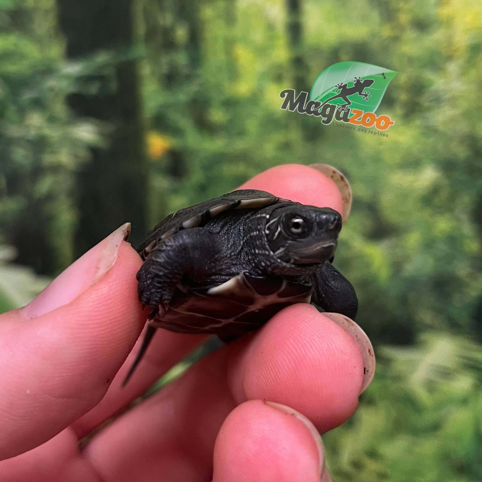 Magazoo Tortue de Reeves Bébé (Né mai 2025)