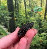 Magazoo Baby Reeves's turtle (Born in May 2025)