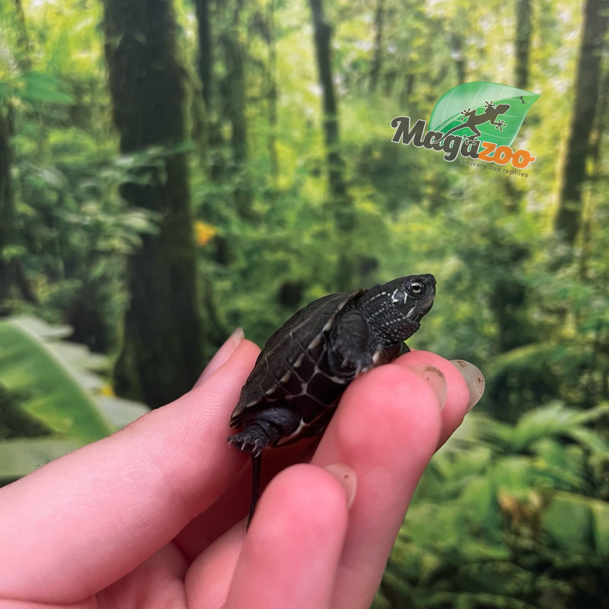 Magazoo Baby Reeves's turtle (Born in May 2025)