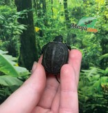 Magazoo Baby Reeves's turtle (Born in May 2025)