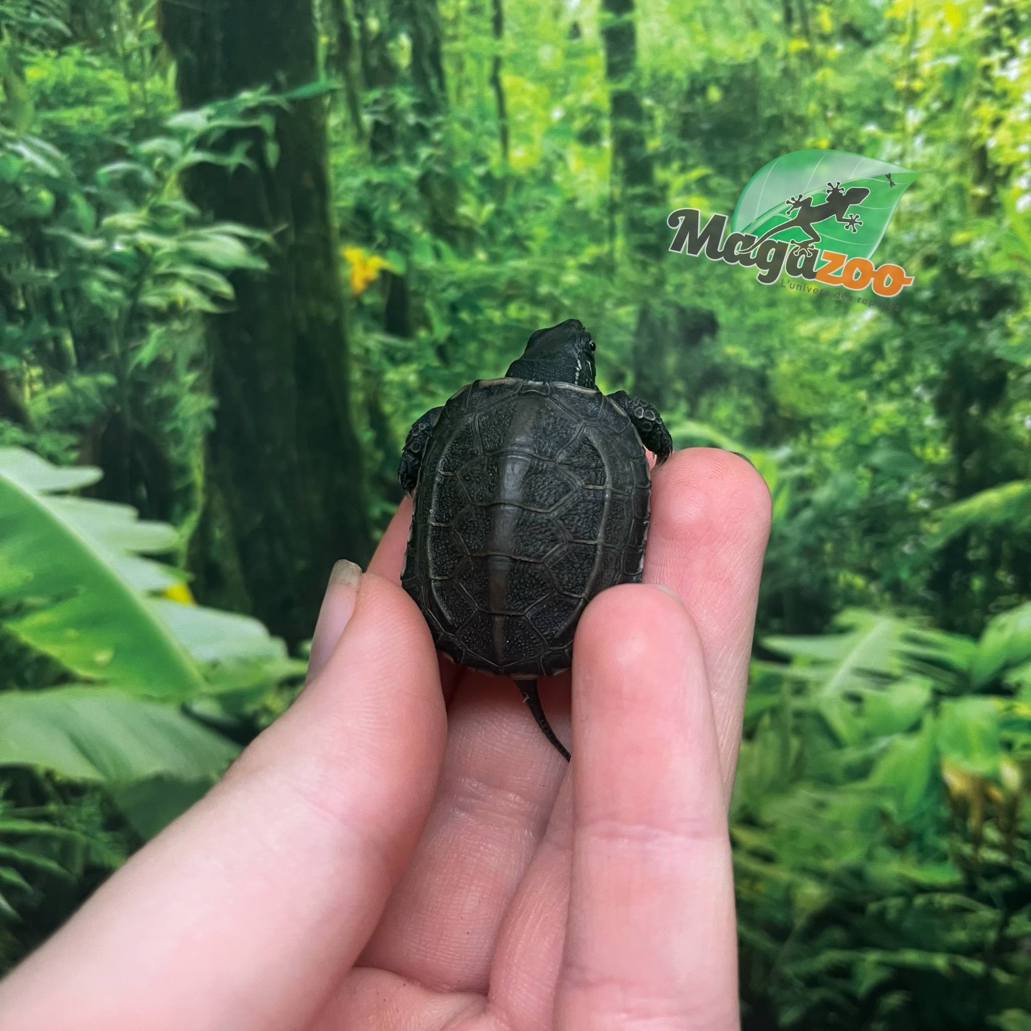 Magazoo Tortue de Reeves Bébé (Né mai 2025)