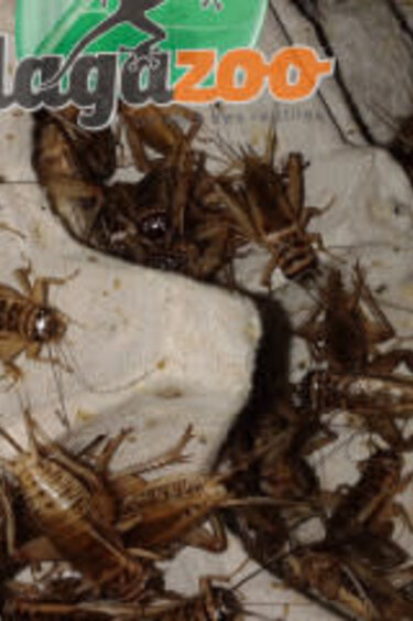 Magazoo Grillon grosseur 1/4" – Cricket (Acheta domesticus)